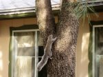 The squirrel climbing tree